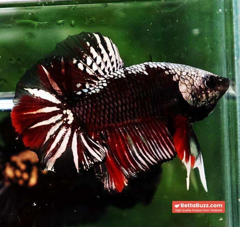 Betta fish OHMPK Red Devil Samurai Warrior - Image 6