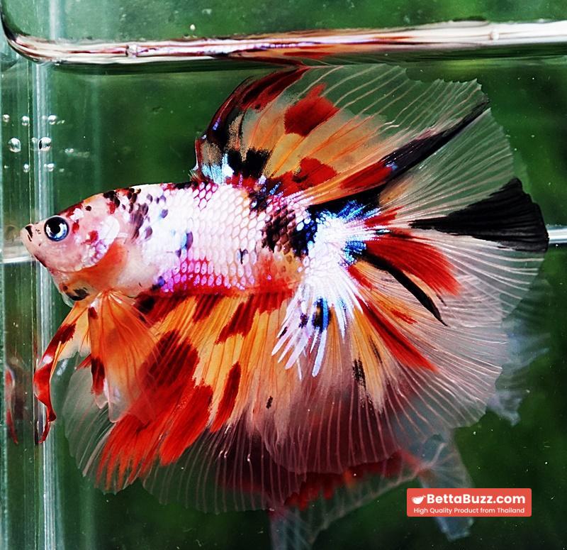 Betta fish DTHM Multicolor Candy (Comp Grade) - Image 4