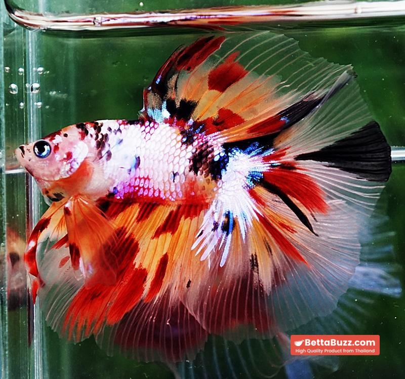 Betta fish DTHM Multicolor Candy (Comp Grade) - Image 6