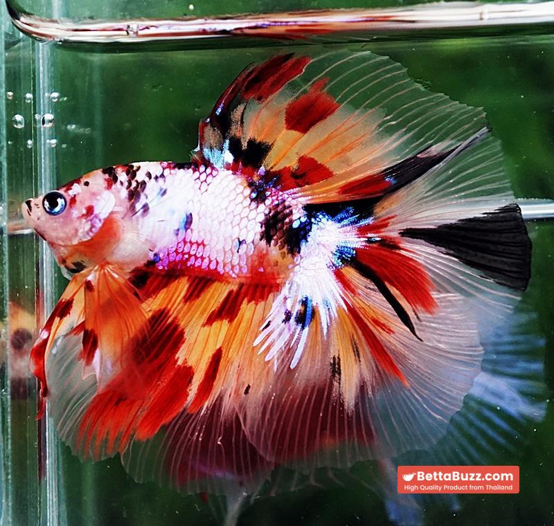 Betta fish DTHM Multicolor Candy (Comp Grade) - Image 2