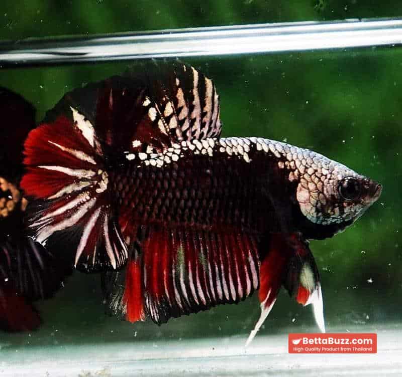Betta fish OHMPK Red Devil Samurai Warrior - Image 4