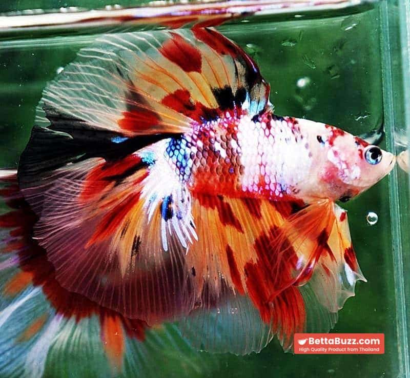 Betta fish DTHM Multicolor Candy (Comp Grade) - Image 5