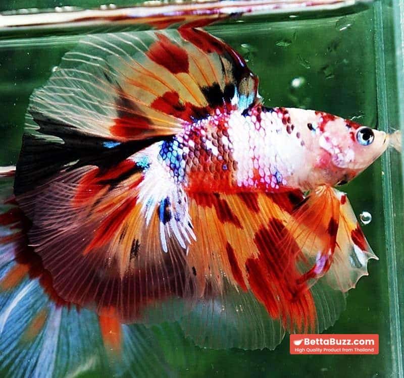 Betta fish DTHM Multicolor Candy (Comp Grade) - Image 7