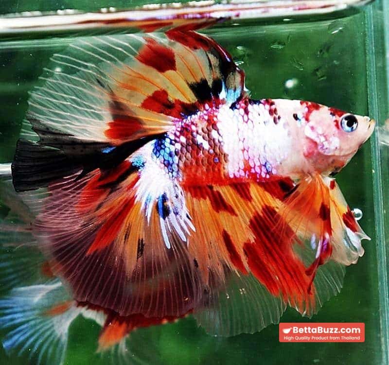 Betta fish DTHM Multicolor Candy (Comp Grade) - Image 3