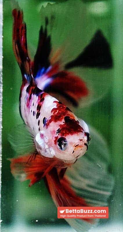 Betta fish DTHM Multicolor Candy (Comp Grade) - Image 8
