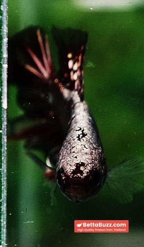 Betta fish OHMPK Red Devil Samurai Warrior - Image 7