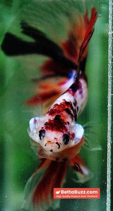 Betta fish DTHM Multicolor Candy (Comp Grade) - Image 9