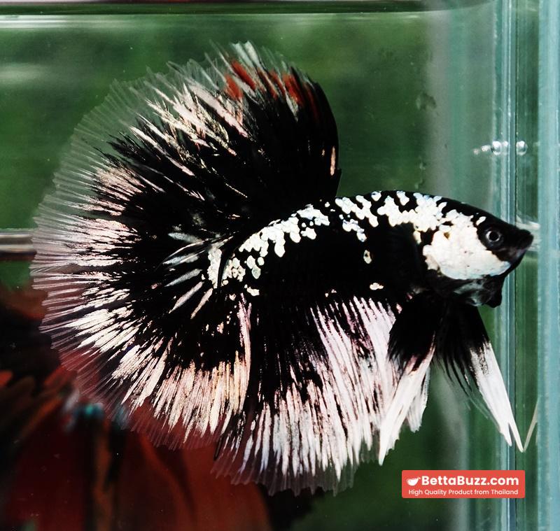 Betta fish HM Shadow Black Samurai (Rare) - Image 4