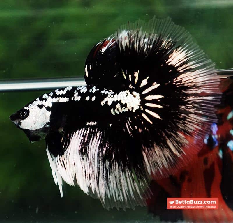 Betta fish HM Shadow Black Samurai (Rare) - Image 9