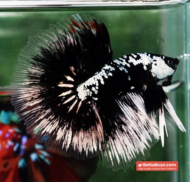 Betta fish HM Shadow Black Samurai (Rare) - Image 6
