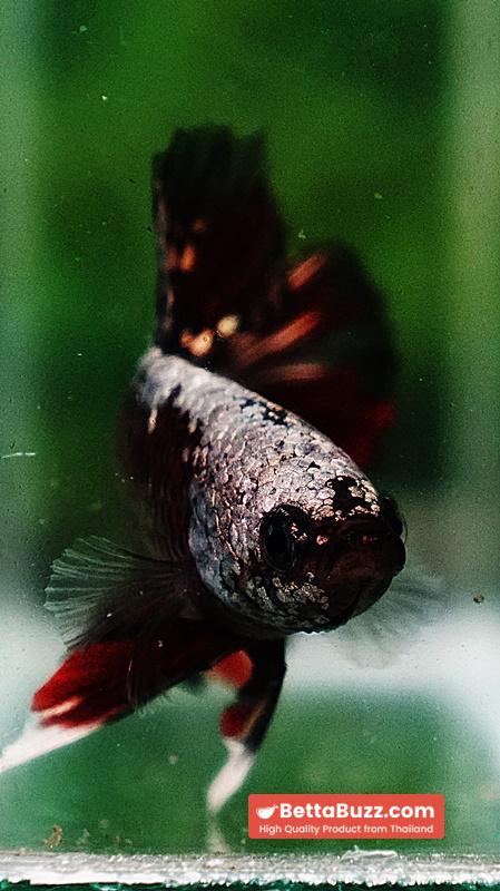 Betta fish OHMPK Red Devil Samurai Warrior - Image 8