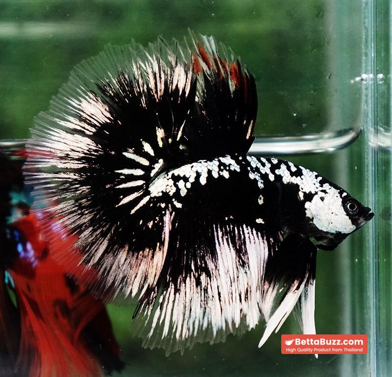 Betta fish HM Shadow Black Samurai (Rare) - Image 2