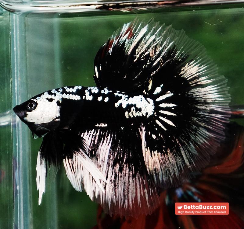Betta fish HM Shadow Black Samurai (Rare) - Image 5