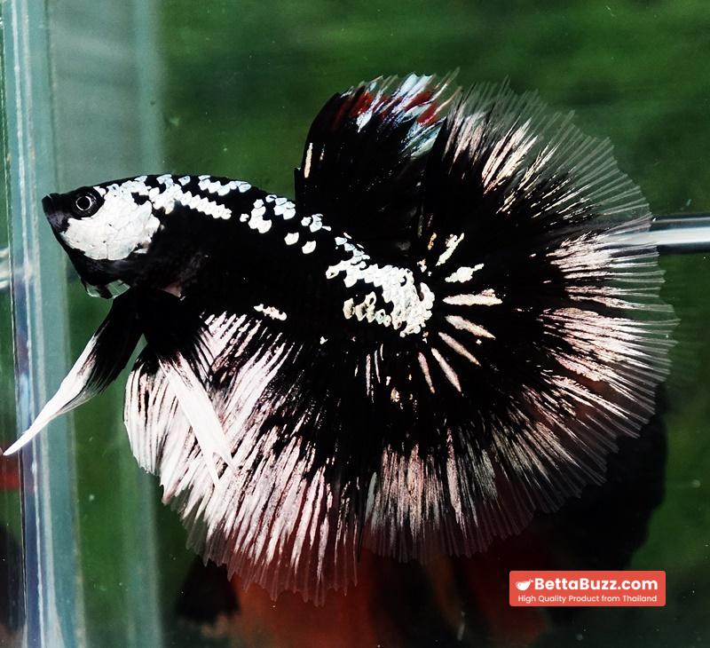 Betta fish HM Shadow Black Samurai (Rare) - Image 7
