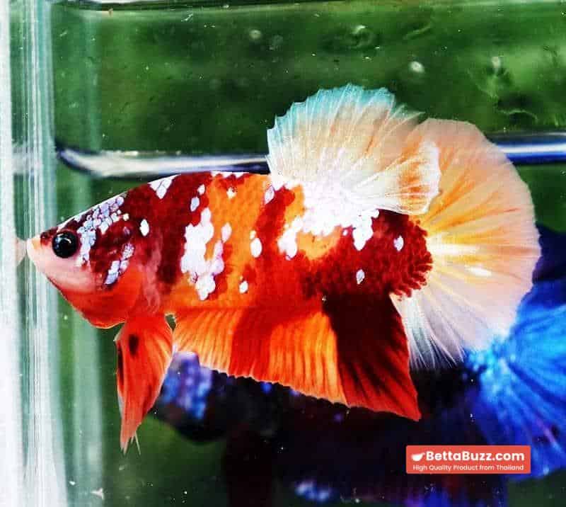 Betta fish HMPK Nemo Full Galaxy - Image 5