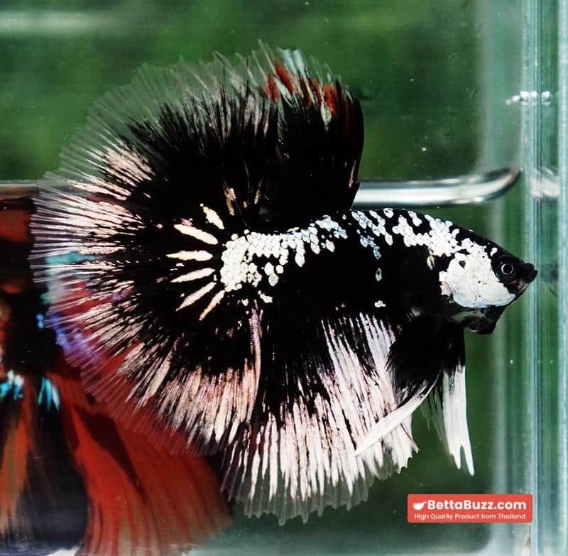 Betta fish HM Shadow Black Samurai (Rare) - Image 8