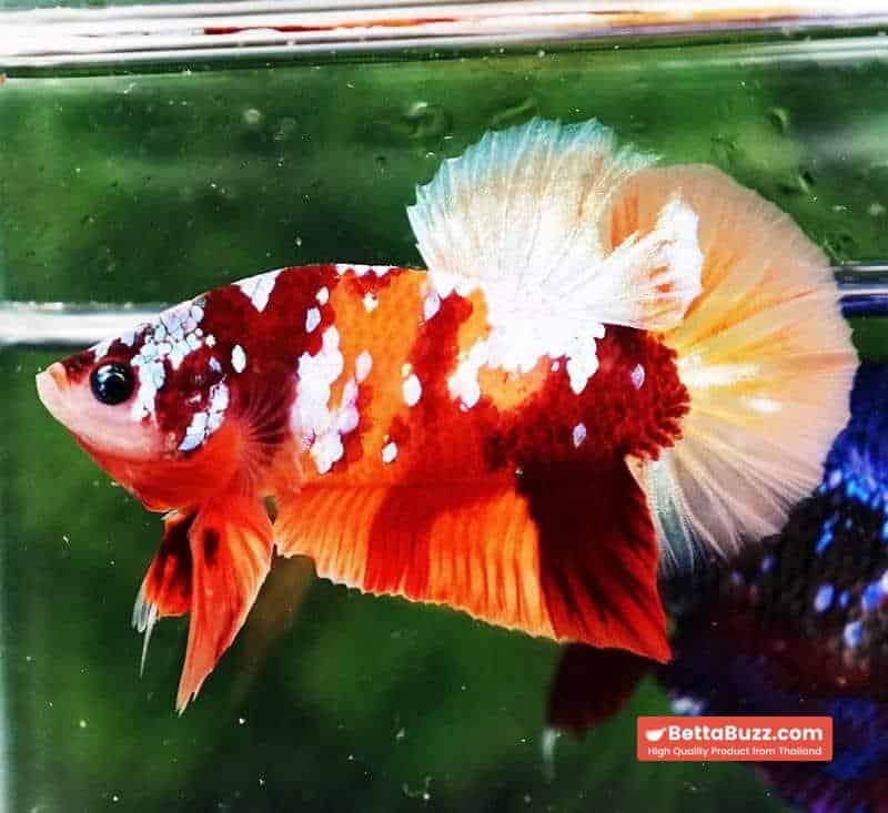 Betta fish HMPK Nemo Full Galaxy - Image 3