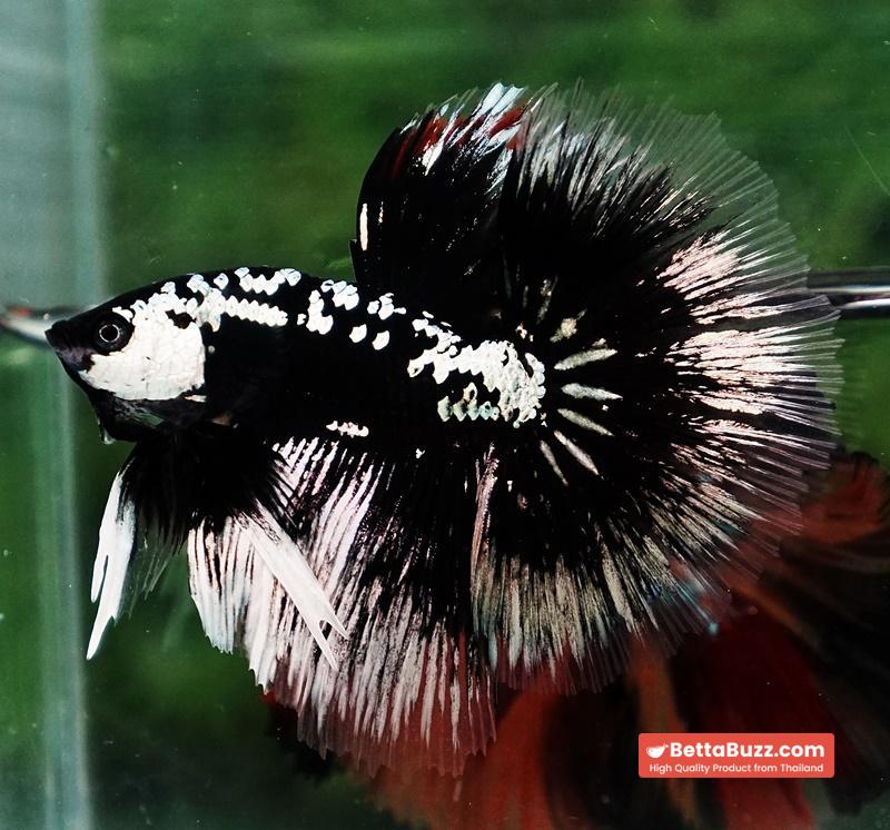 Betta fish HM Shadow Black Samurai (Rare) - Image 3