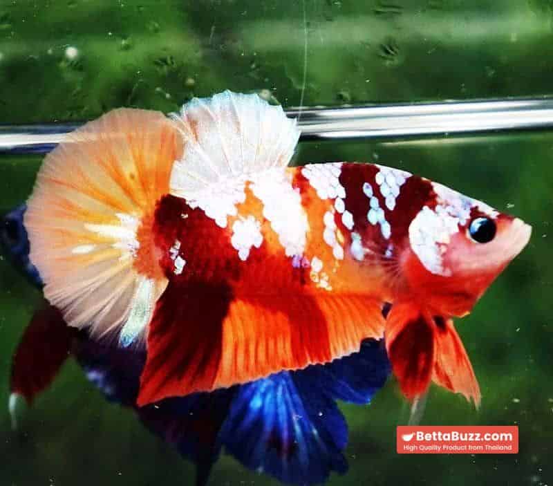 Betta fish HMPK Nemo Full Galaxy - Image 4