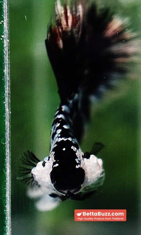 Betta fish HM Shadow Black Samurai (Rare) - Image 10