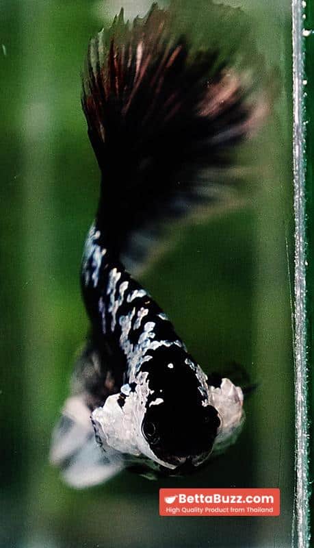 Betta fish HM Shadow Black Samurai (Rare) - Image 11