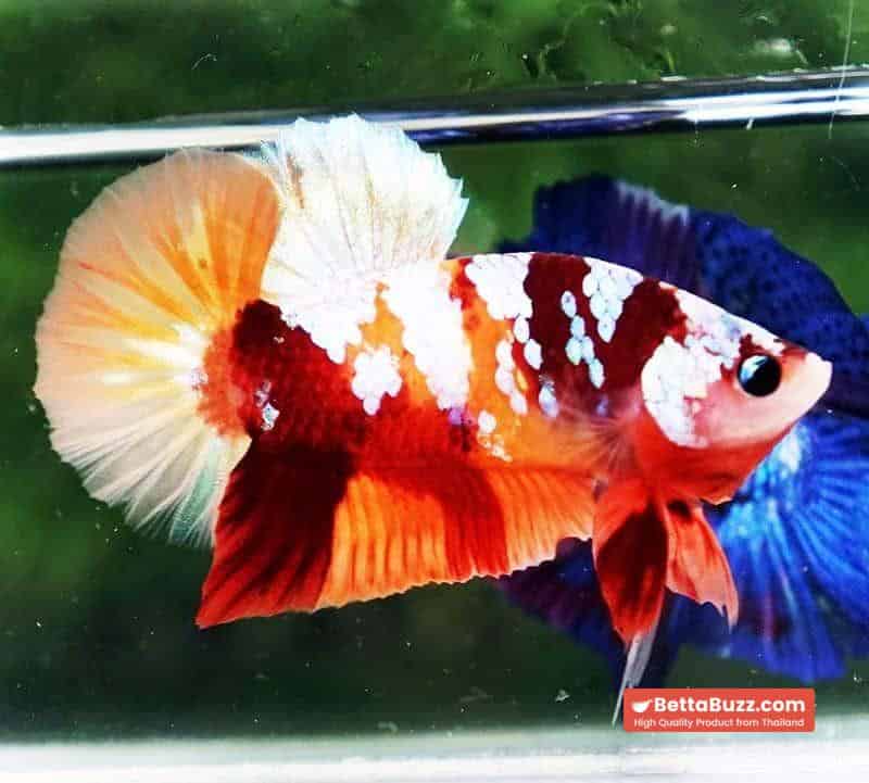 Betta fish HMPK Nemo Full Galaxy - Image 2