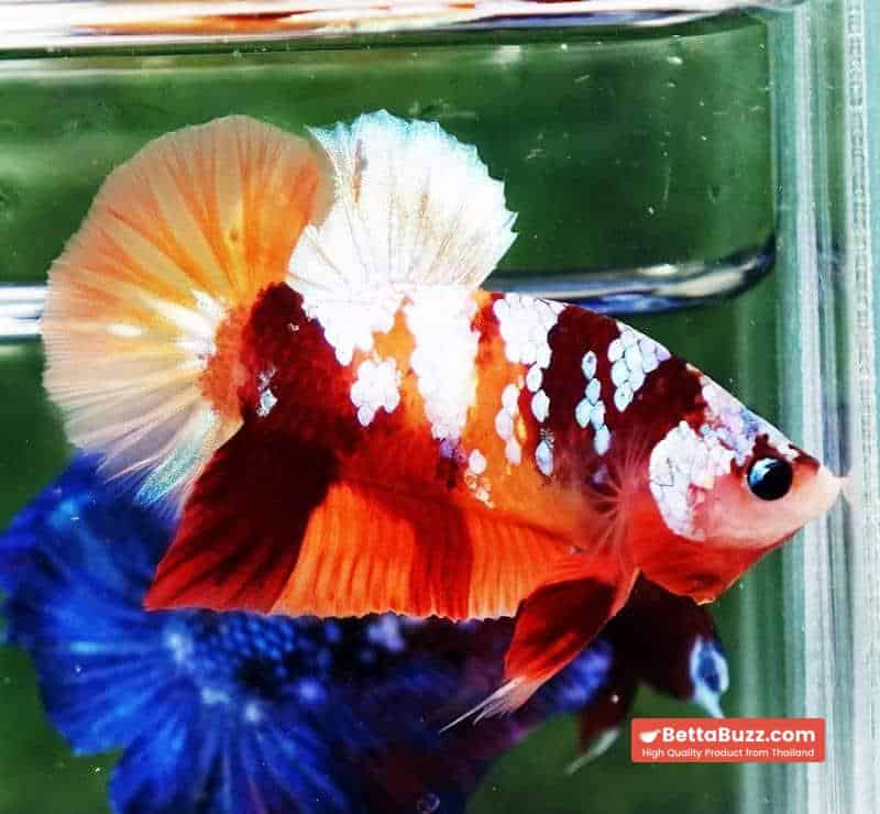 Betta fish HMPK Nemo Full Galaxy - Image 6