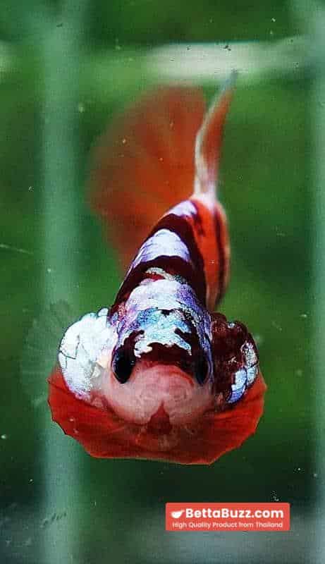 Betta fish HMPK Nemo Full Galaxy - Image 7