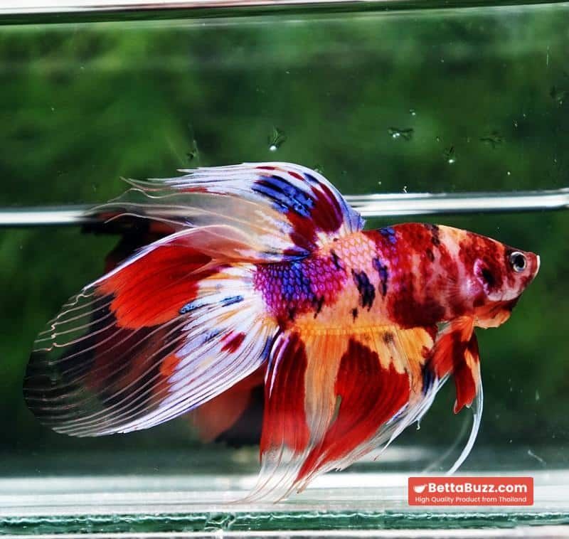 Betta fish VT Multicolor Rainbow Candy Nemo - Image 5