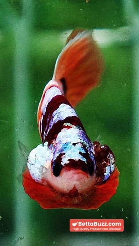 Betta fish HMPK Nemo Full Galaxy - Image 8