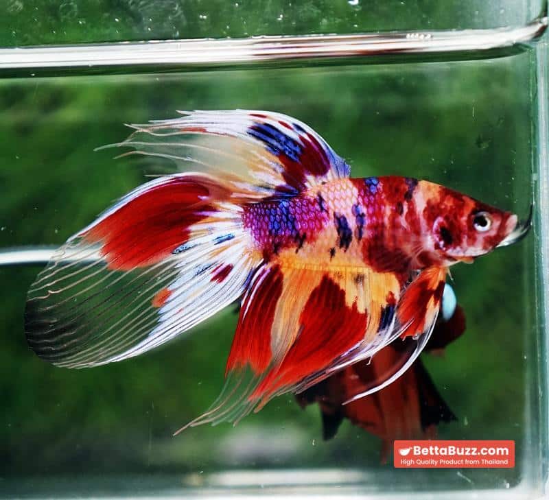Betta fish VT Multicolor Rainbow Candy Nemo - Image 3