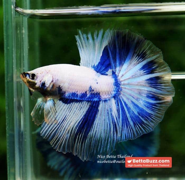 Betta fish OHM Blue Posidon - Image 3