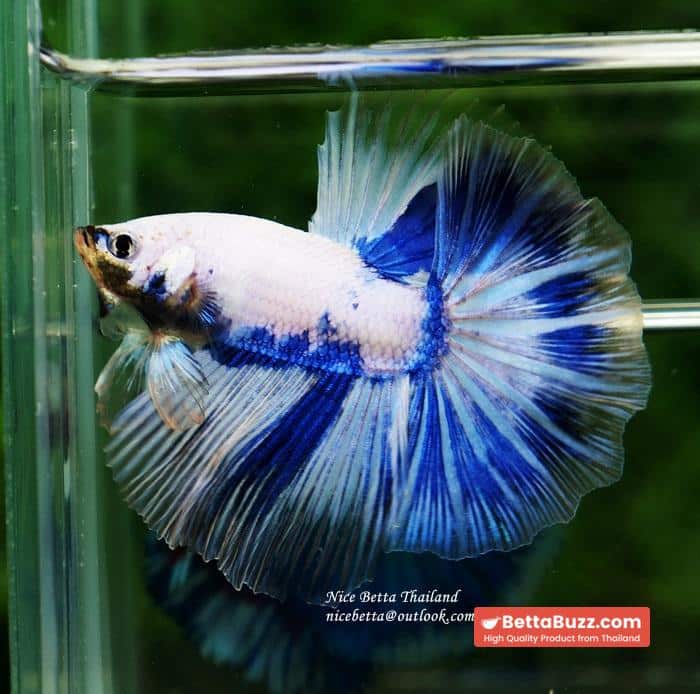 Betta fish OHM Blue Posidon - Image 6