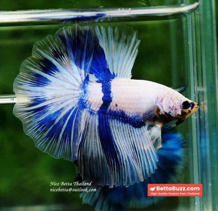 Betta fish OHM Blue Posidon - Image 7