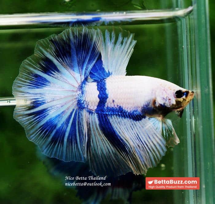 Betta fish OHM Blue Posidon - Image 2