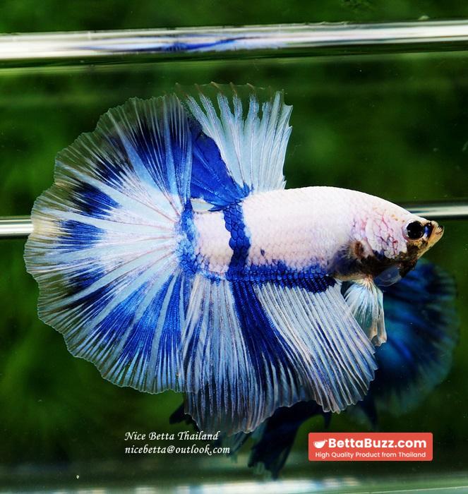 Betta fish OHM Blue Posidon - Image 4