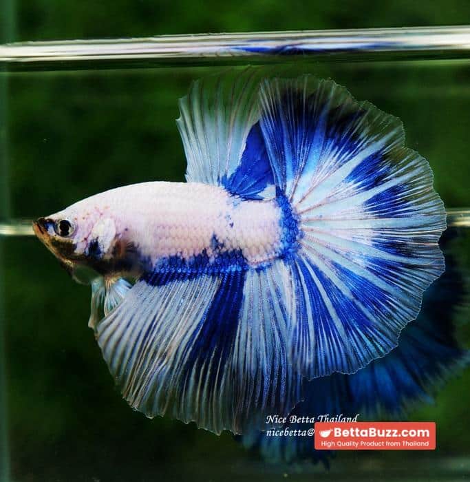 Betta fish OHM Blue Posidon - Image 5