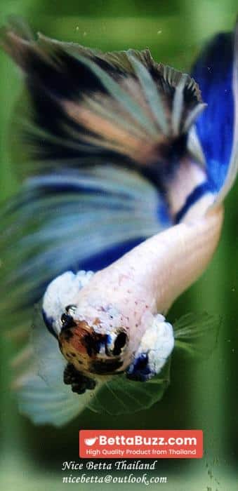 Betta fish OHM Blue Posidon - Image 8