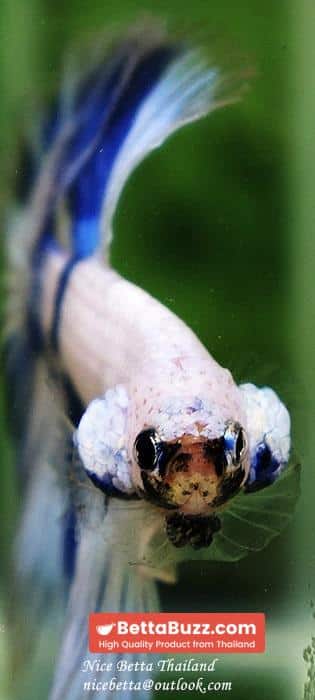 Betta fish OHM Blue Posidon - Image 9