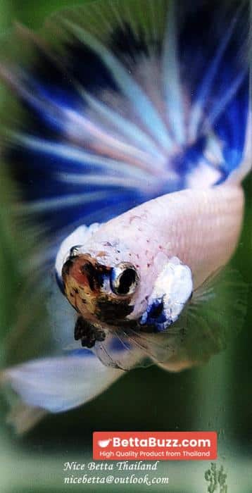 Betta fish OHM Blue Posidon - Image 10