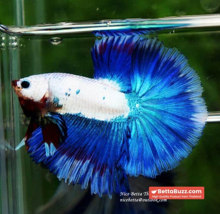 HM Blue Dragon Scales (First Blue one in the world) - Image 6