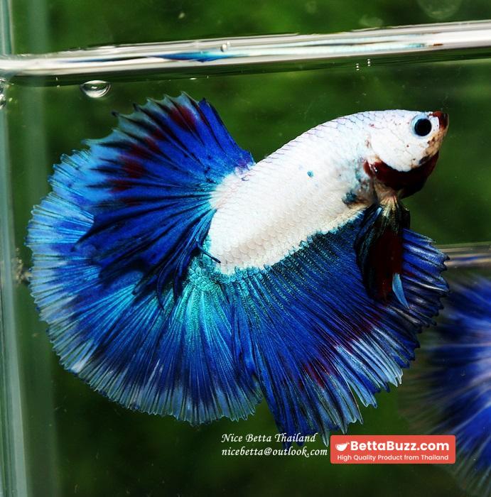 HM Blue Dragon Scales (First Blue one in the world) - Image 5