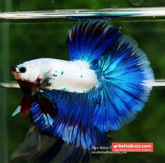 HM Blue Dragon Scales (First Blue one in the world) - Image 10