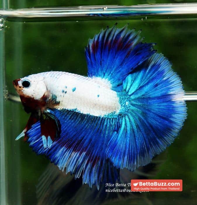 HM Blue Dragon Scales (First Blue one in the world) - Image 8