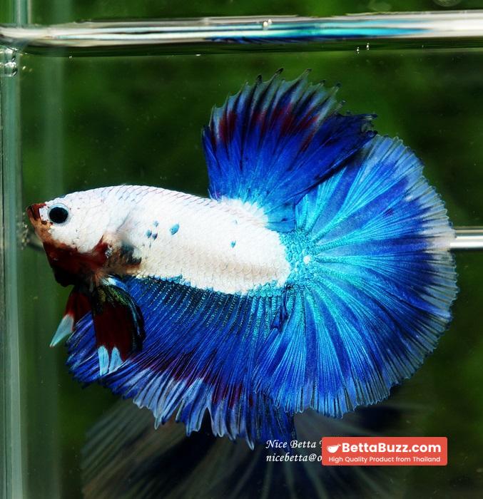 HM Blue Dragon Scales (First Blue one in the world) - Image 2