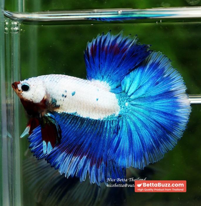 HM Blue Dragon Scales (First Blue one in the world) - Image 12