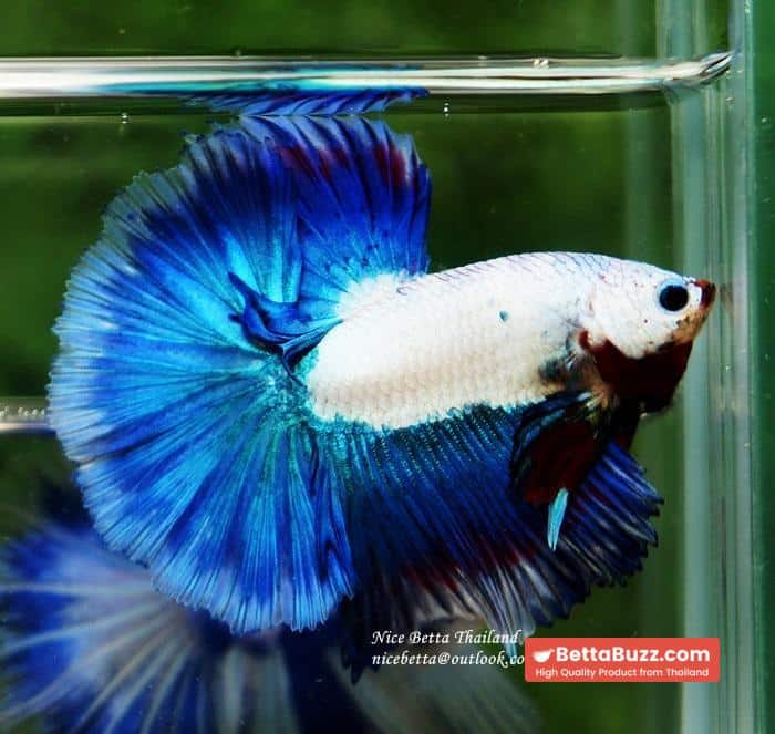 HM Blue Dragon Scales (First Blue one in the world) - Image 7