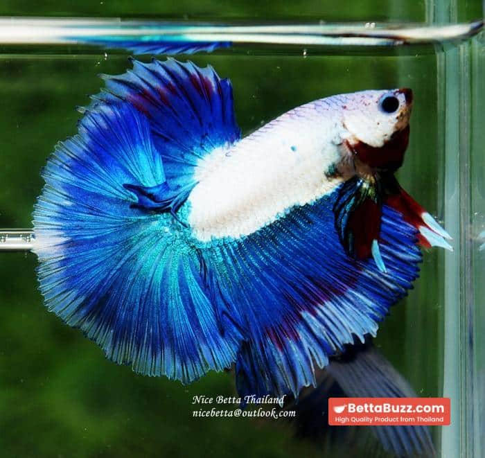 HM Blue Dragon Scales (First Blue one in the world) - Image 9