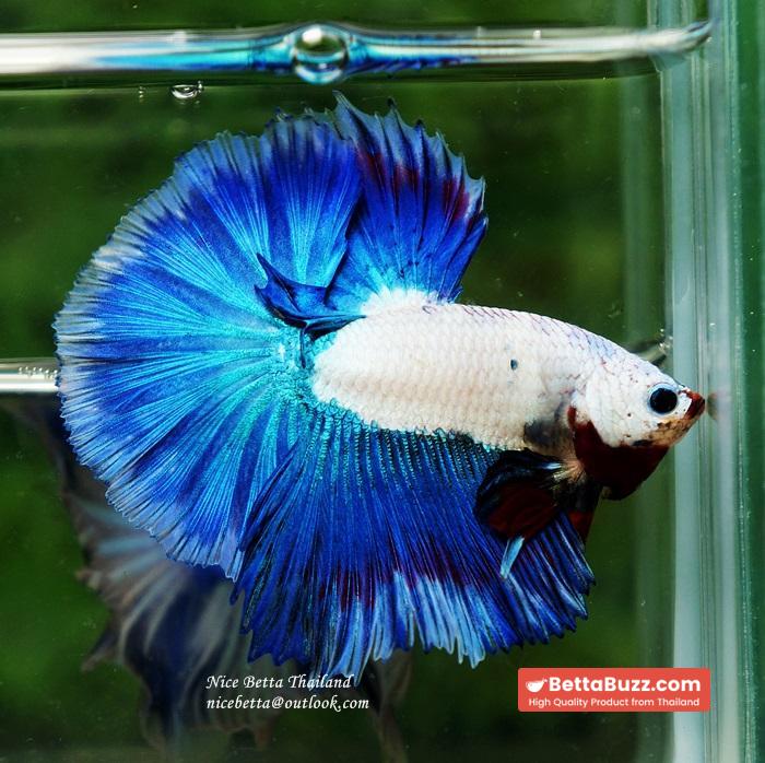 HM Blue Dragon Scales (First Blue one in the world) - Image 11