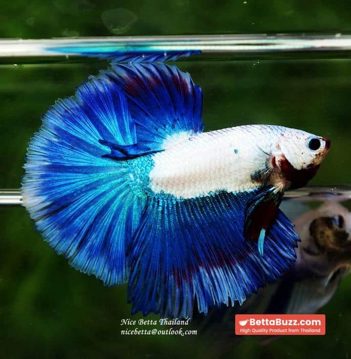 HM Blue Dragon Scales (First Blue one in the world) - Image 3